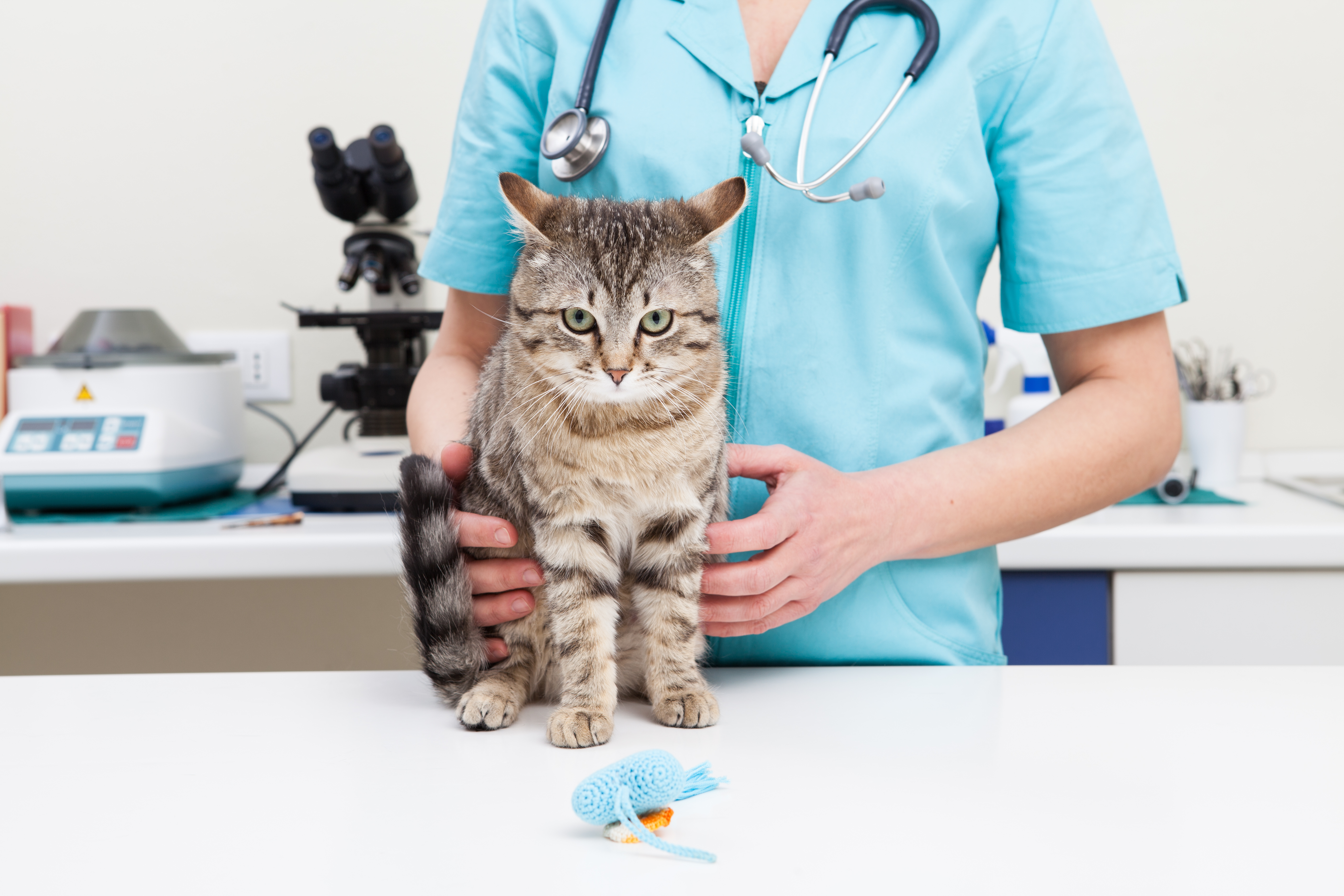 Pet Insurance - Goodyear Veterinarian | North Star Animal Hospital at  Estrella, PLLC